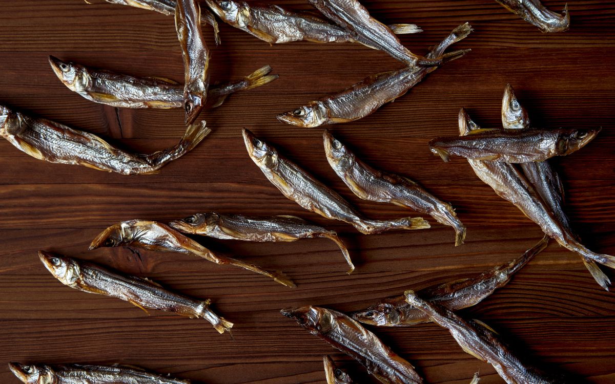 Корюшка - рыба северных морей: фото, описание, рецепты